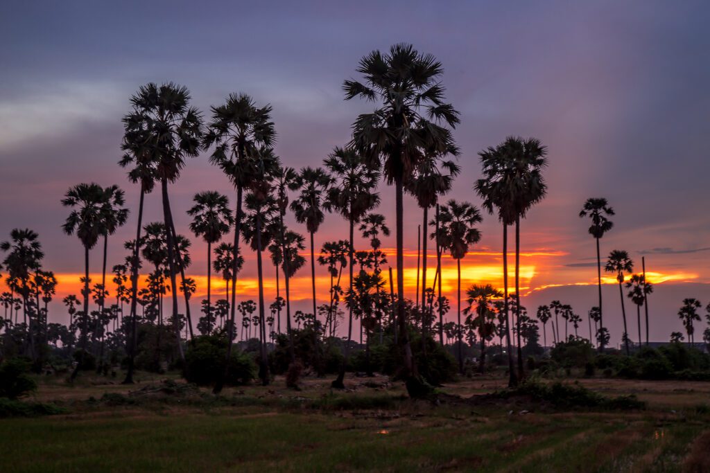 A sunset image of South Carolina